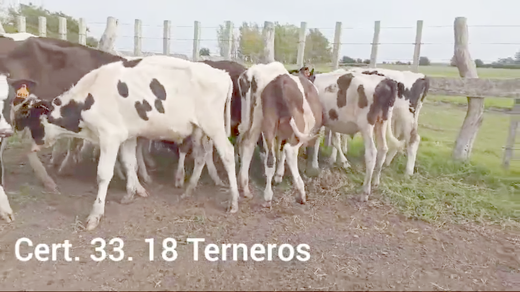 Lote TERNEROS