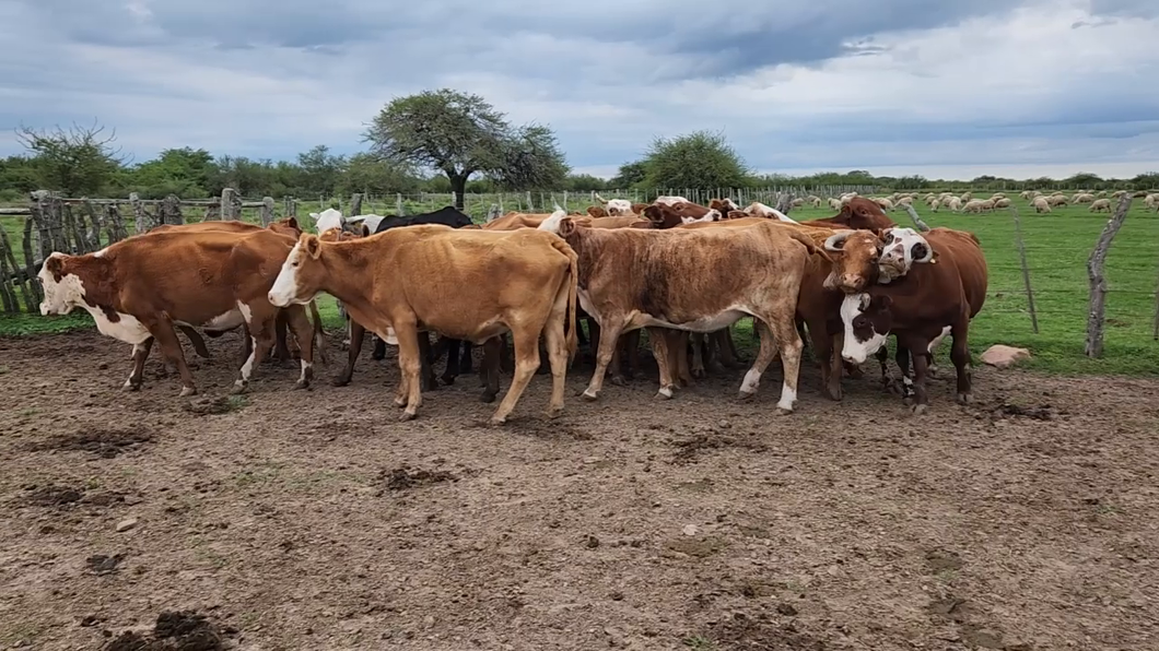 Lote 25 Vacas de invernar en Mariano I. Loza, Corrientes