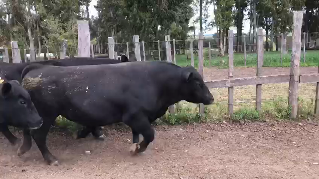 Lote 3 Toros AA PI a remate en Remate por pantalla de la Exposición de San José 500kg -  en Mal Abrigo