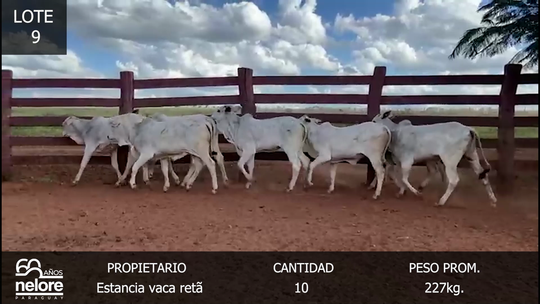Lote LOTE 9