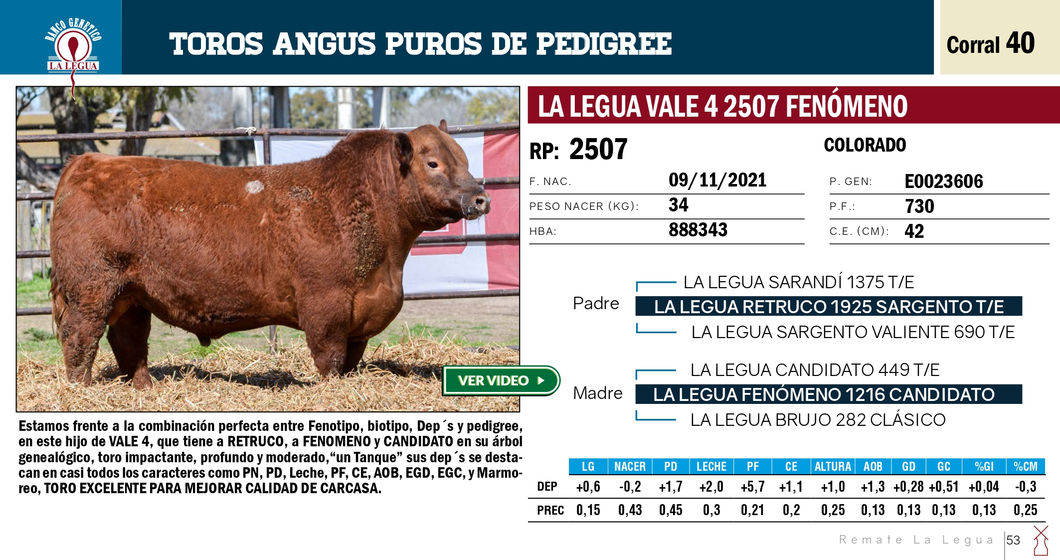 Lote TOROS ANGUS PP