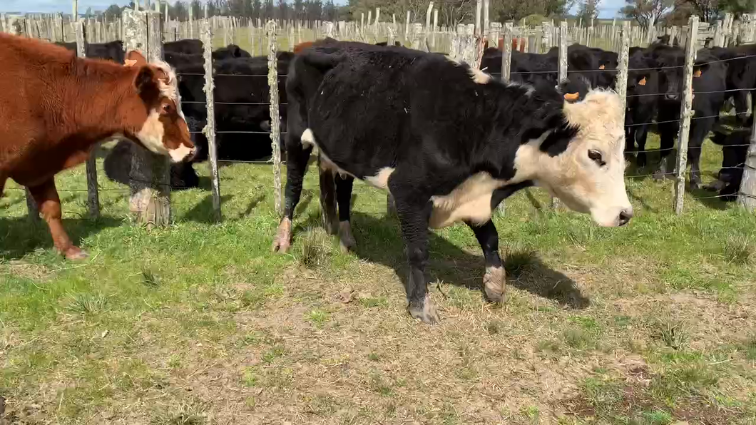 Lote 4 Vacas de Invernada en Tupambaé, Cerro Largo