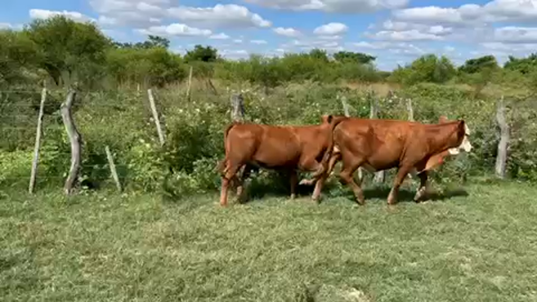 Lote 110 Terneras en Goya, Corrientes