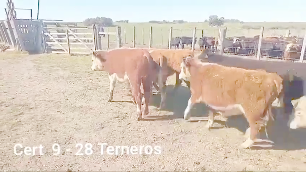 Lote TERNEROS