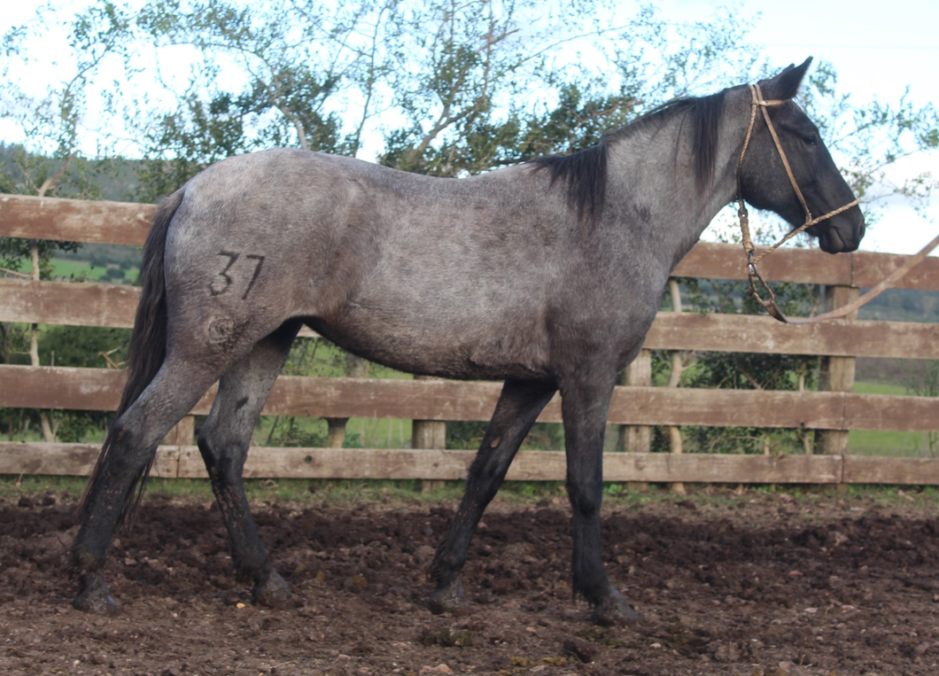 Lote GRINGA BARONESA