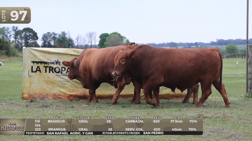 Lote LOTE 97 - EN VIVO