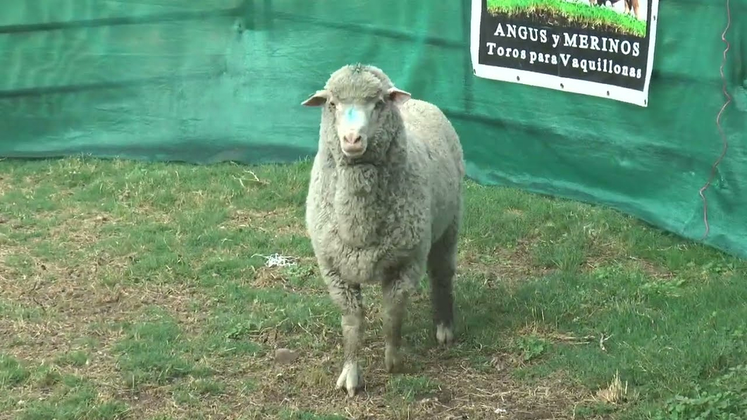 Lote Lote 6 - Merino Dohne