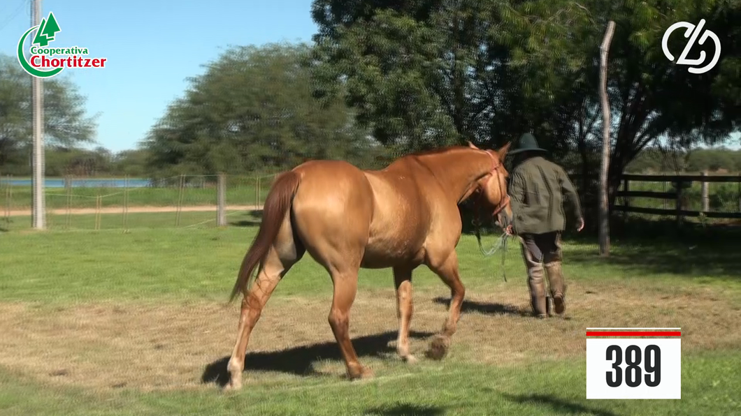 Lote caballo castrado