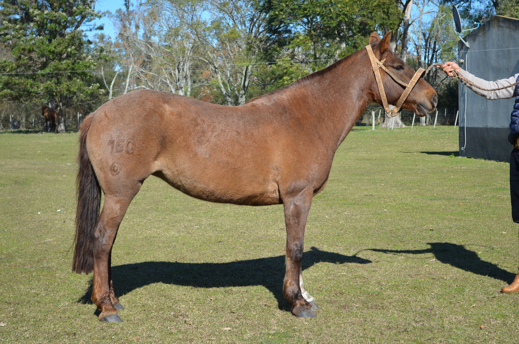 Lote BUENA MOZA DEL PASO