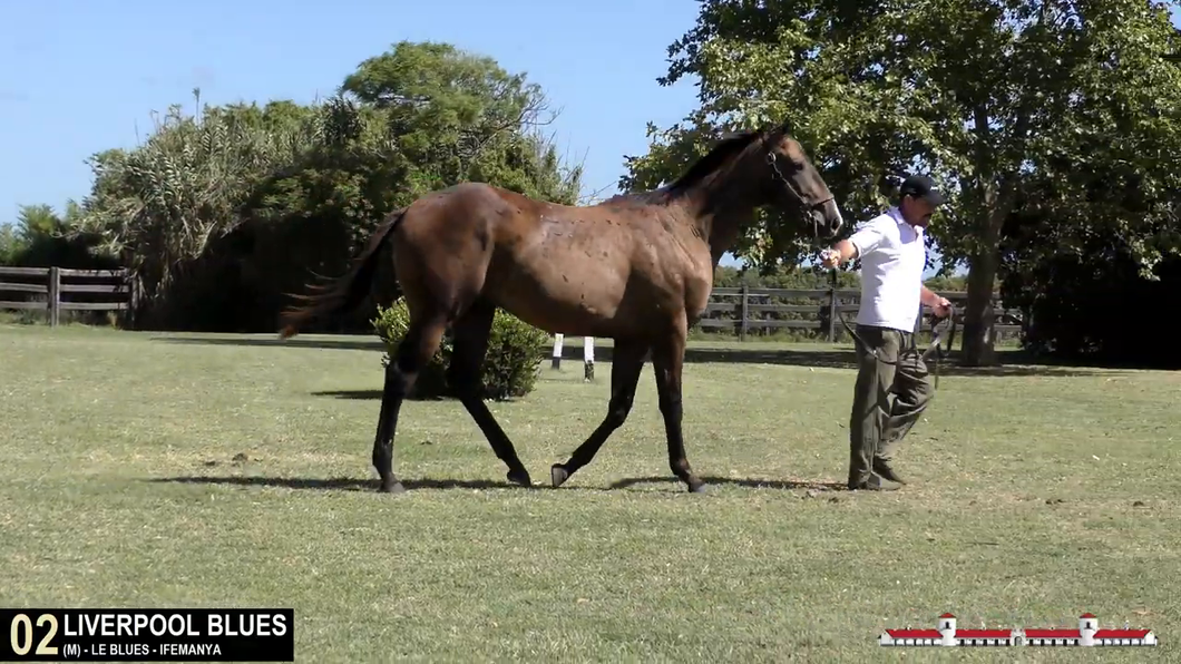 Lote LIVERPOOL BLUES