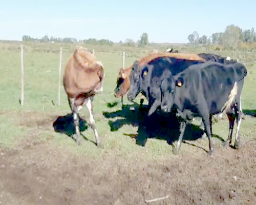 Lote 10 Vaca HOLANDO 450kg - , San José