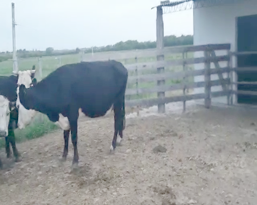 Lote 4 Vacas de Invernada CRUZAS ANGUS a remate en Pantalla Camy 400kg - , San José