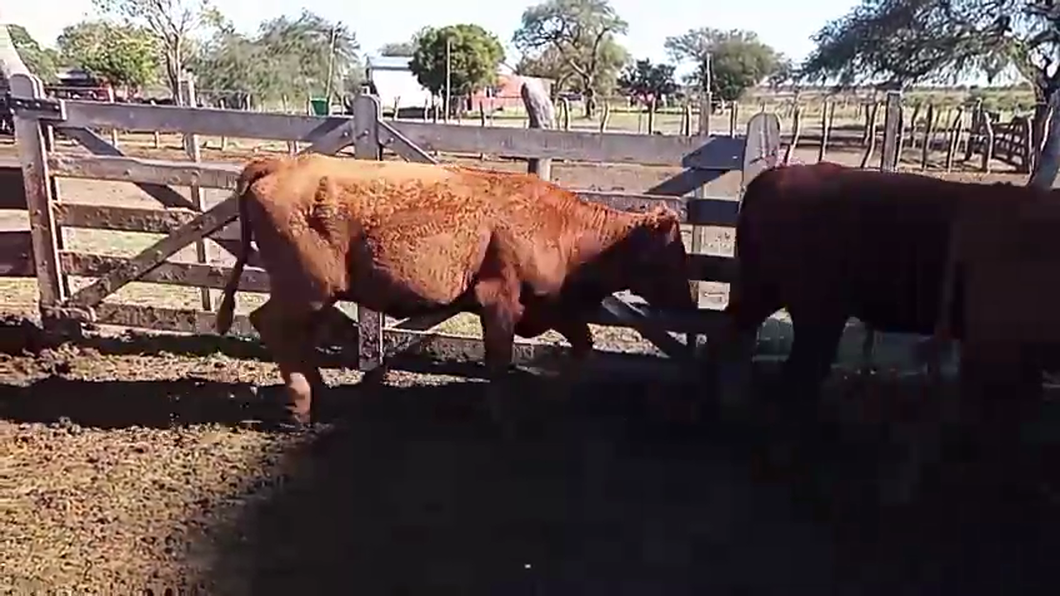 Lote 23 Vaquillonas C/ gtia de preñez