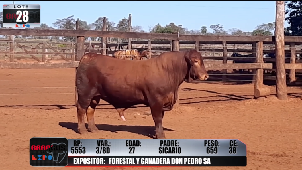 Lote Brangus a Campo Expo 2022 - Lote 28