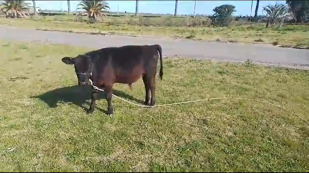 Lote Terneros AA a remate en Aniversario 115 Años - Camy en Mundo Azul