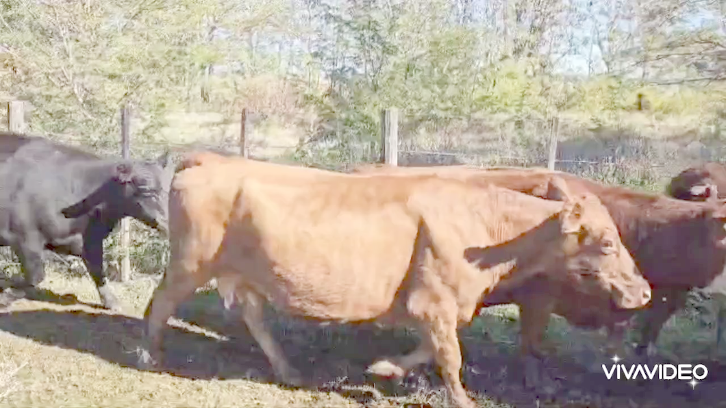 Lote 98 Vacas medio uso C/ gtia de preñez en Rufino, Santa Fe