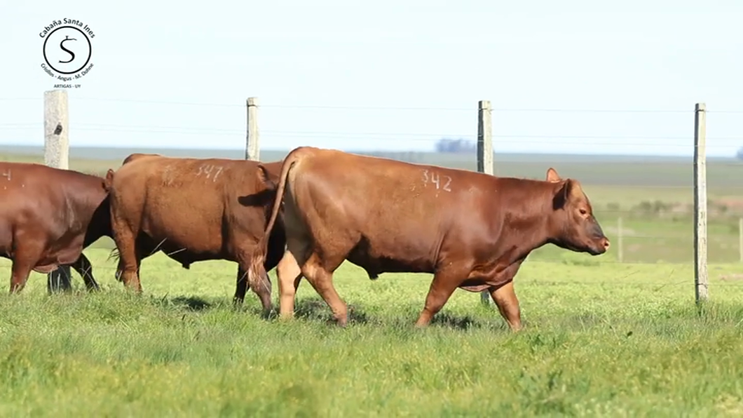 Lote 3 Toros a remate en Santa Ines, Artigas