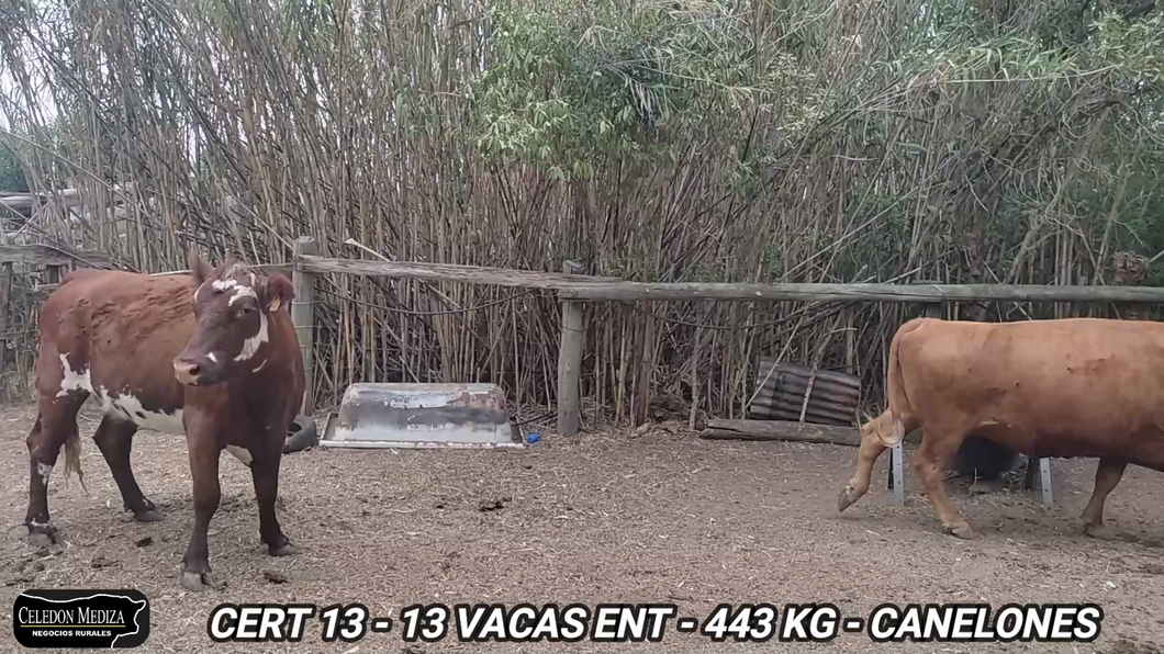 Lote 13 Vientres Entorados en Canelones