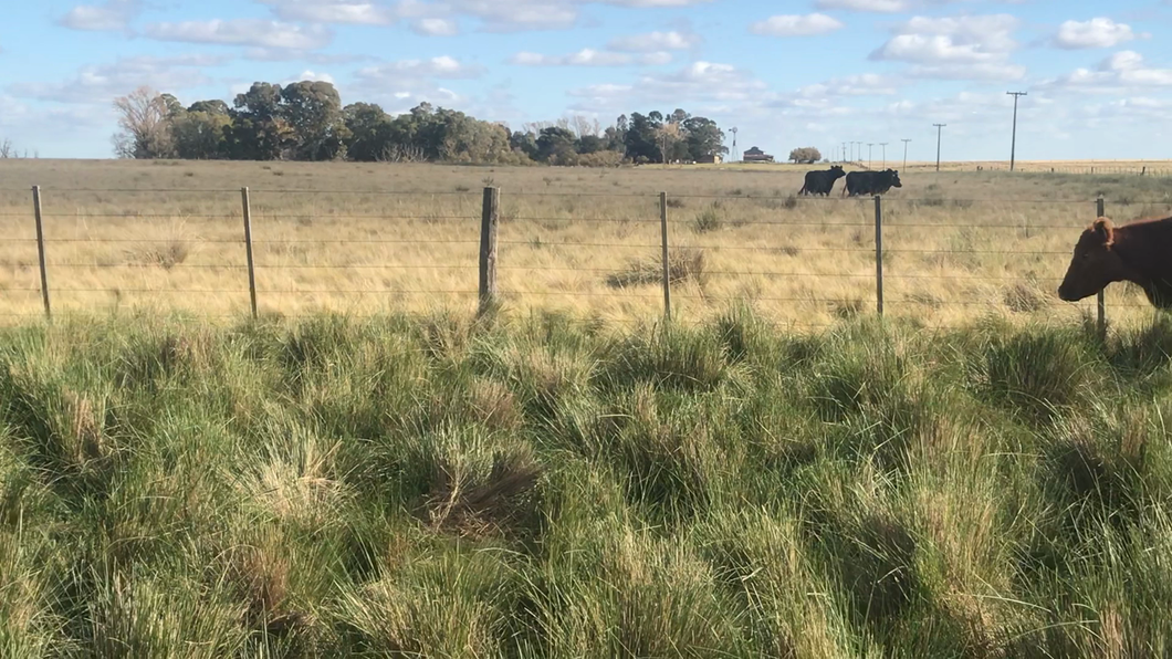 Lote 42 Vacas CUT preñadas en Espartillar, Buenos Aires