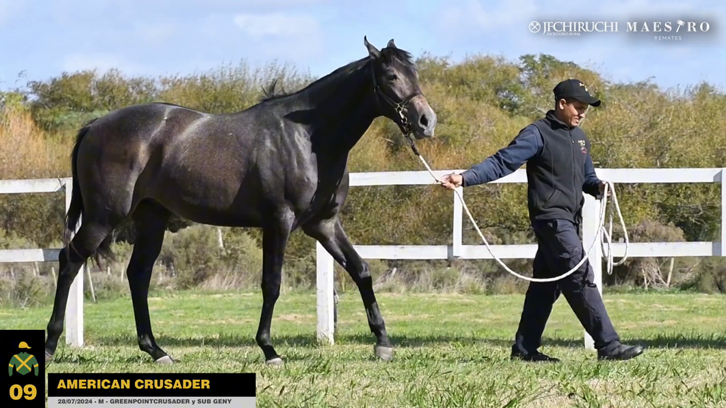 Lote AMERICAN CRUSADER