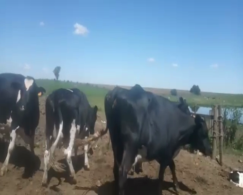 Lote 6 Vacas de Invernada HOLANDO a remate en REMATE DE PANTALLA 620kg -  en Asociación Rural de San José