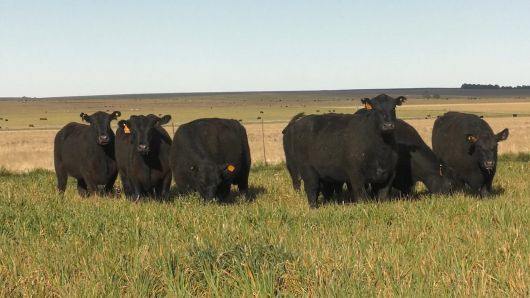 Lote VACAS  ANGUS NEGRAS MAS  C/ GTIA DE PREÑEZ