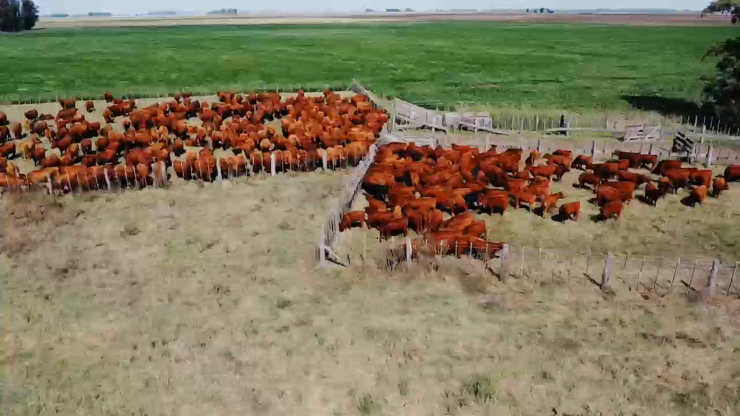 Lote 400 Terneros en Las Flores y Carmen De Areco Buenos Aires