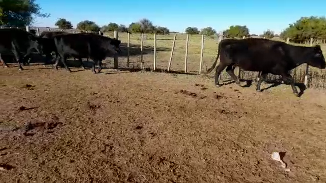 Lote 37 Vacas CUT preñadas en Punta Indio, Buenos Aires