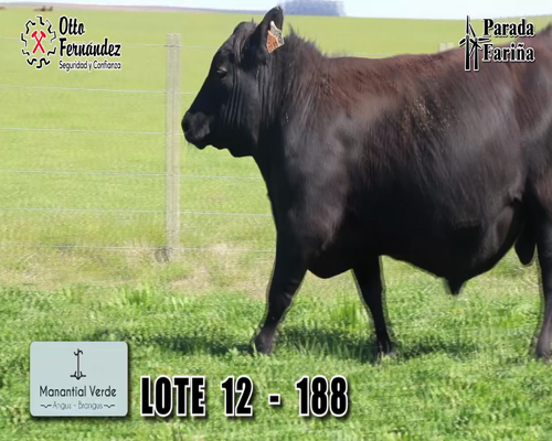 Lote LOTE 12
