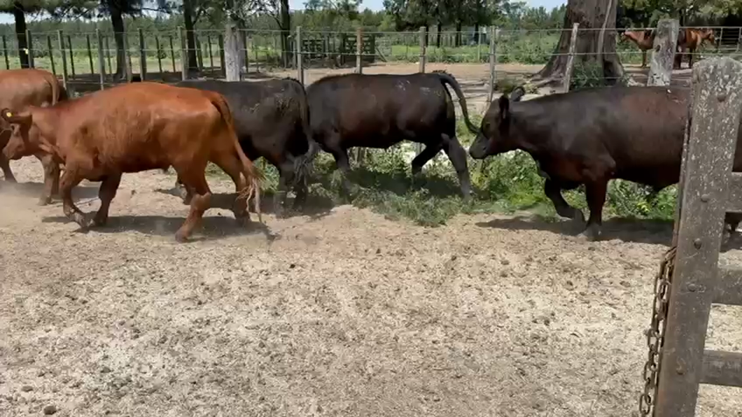 Lote 55 Novillitos