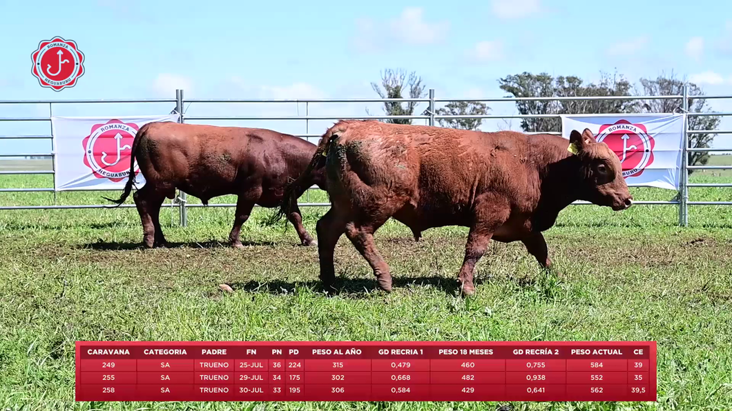 Lote 3 Toros a remate en 8º Remate Anual - Estancia Romanza, Tacuarembó