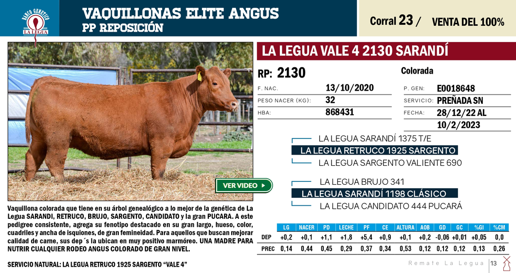 Lote VAQUILLONAS ANGUS  PP REPOSICIÓN LA LEGUA