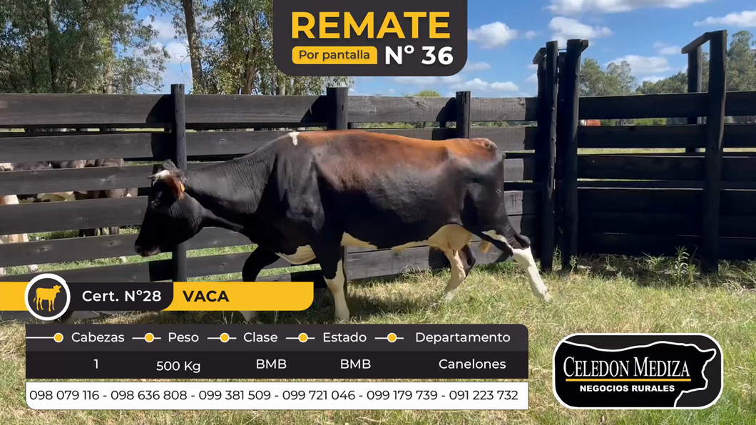 Lote 1 Vacas de Invernada en Canelones