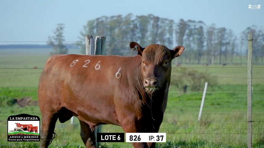 Lote Toros a remate en Toros para Vaquillonas - La Empastada, Durazno