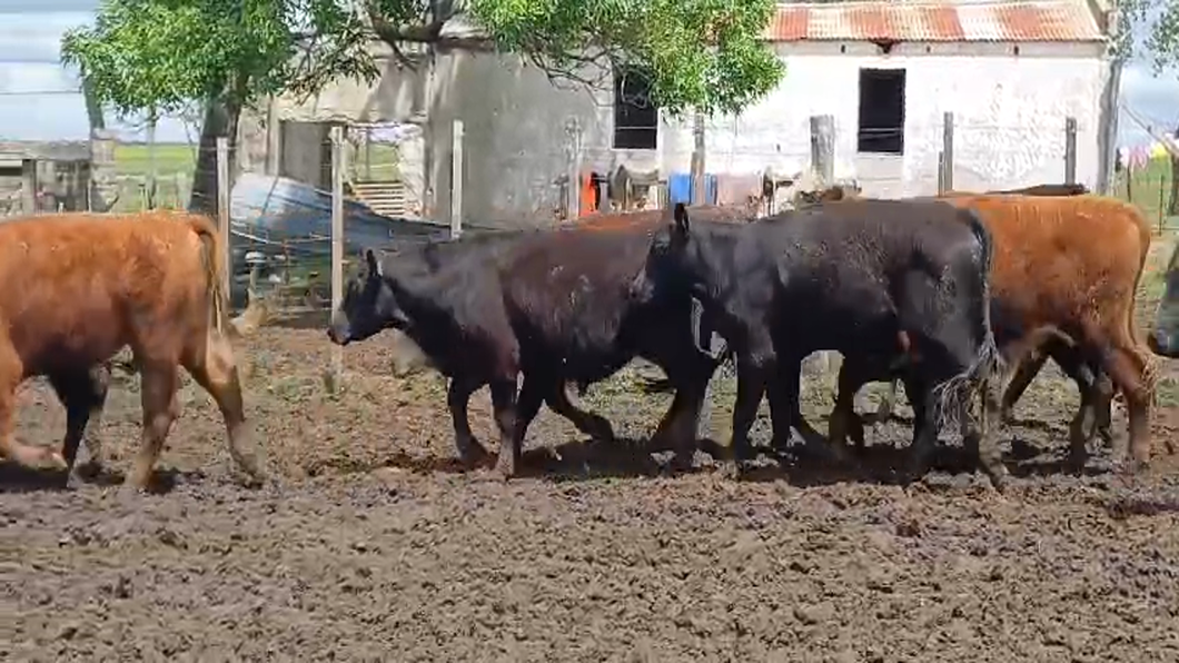 Lote 42 Novillos HEREFORD/ ANGUS a remate en #50 Pantalla Carmelo 335kg -  en FLORES