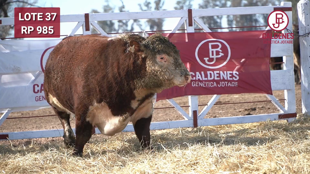 Lote Toro PR