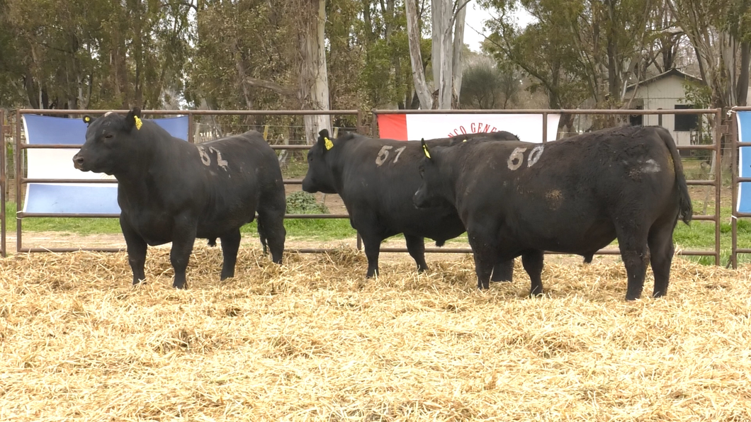 Lote TOROS ANGUS NEGROS PC