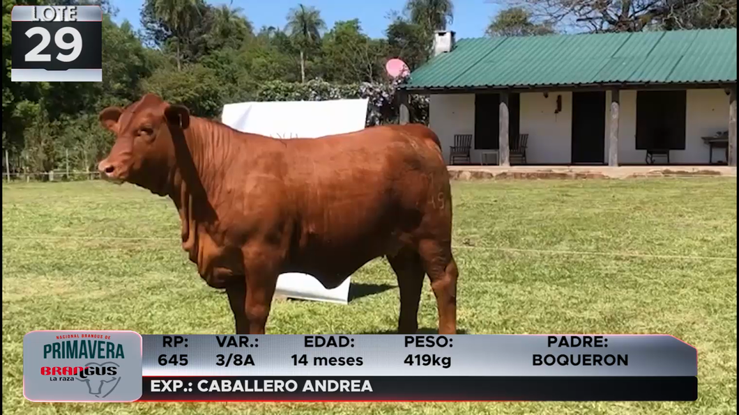 Lote LOTE 29