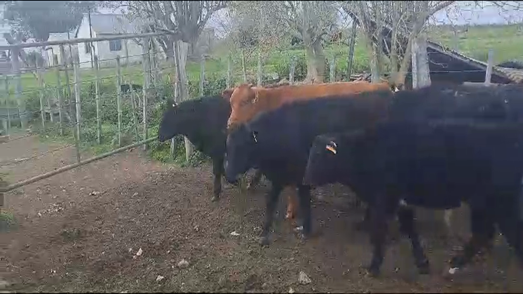 Lote 6 Terneros CRUZA a remate en 9° Entre Martillos 190kg -  en CAUTIVO