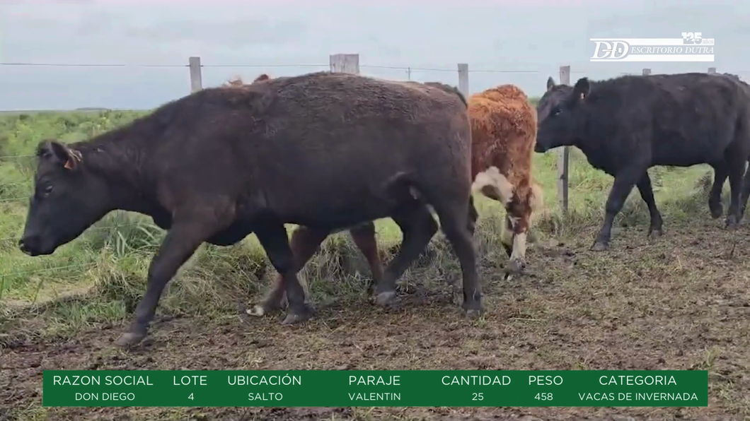 Lote VACAS DE INVERNADA - DON DIEGO