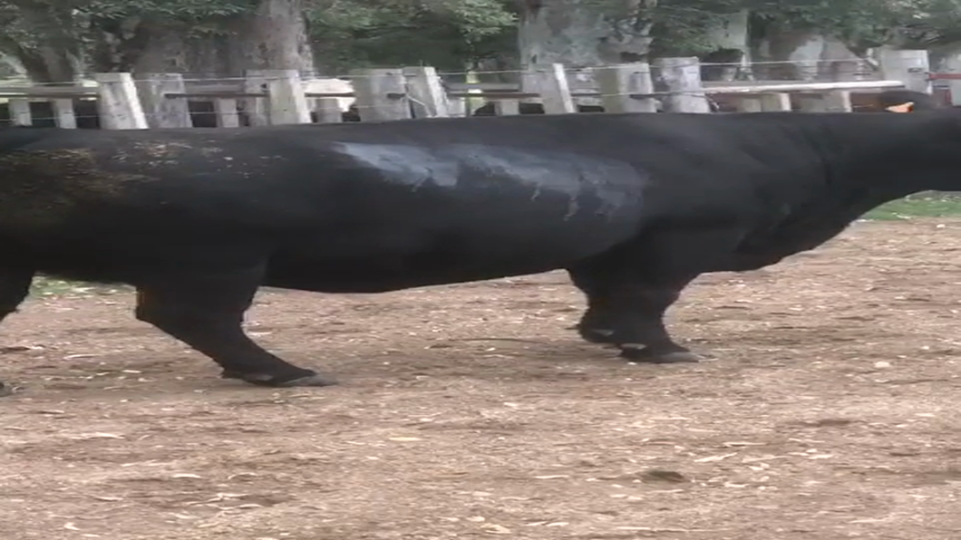Lote VACA GORDA