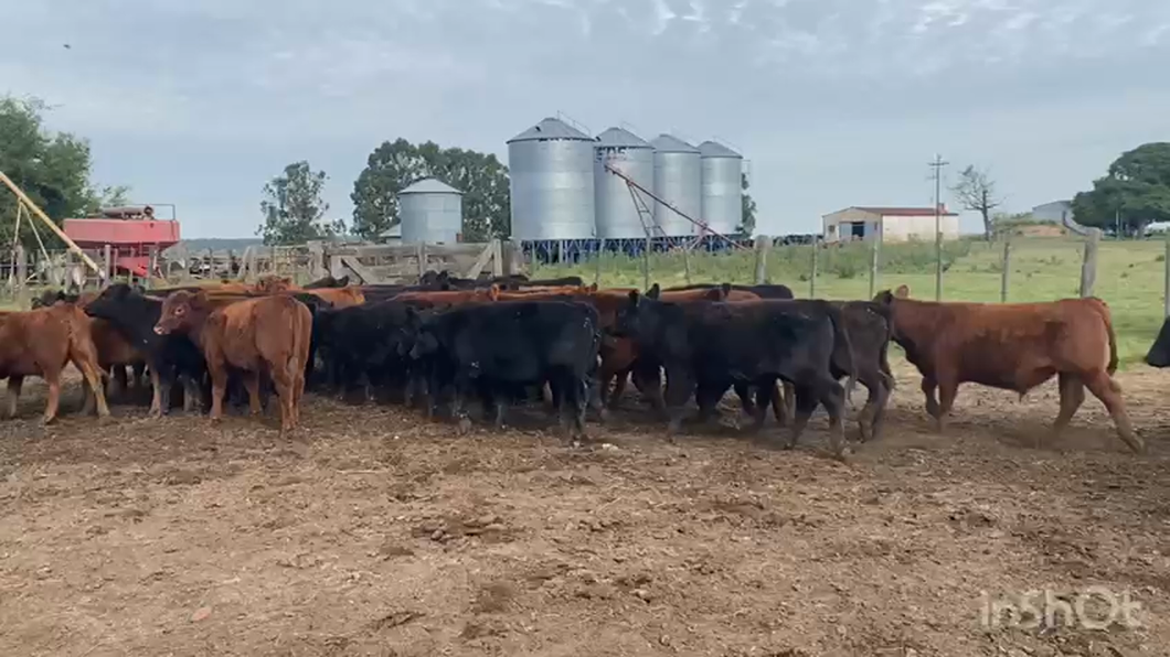 Lote 65 Terneros