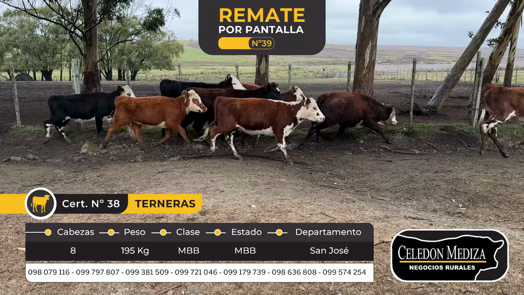 Lote 8 Terneras en San José