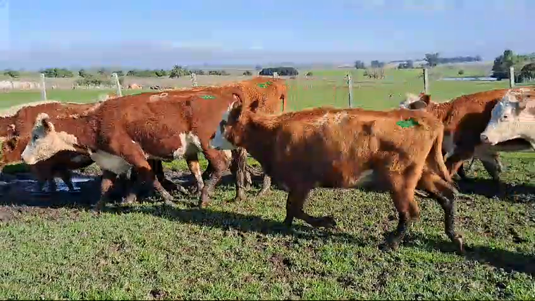 Lote 16 Piezas de cría Hereford a remate en Pantalla Camy  en Ruta 3 Km 130