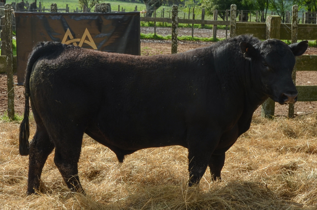 Lote 2 Toros AA a remate en Alianza Angus, Treinta y Tres