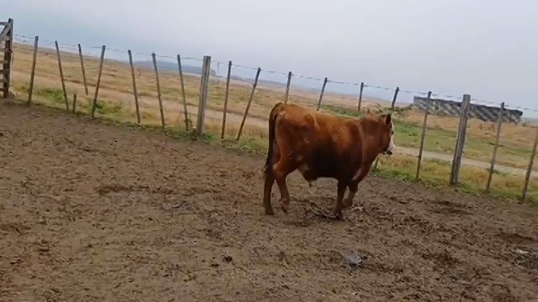 Lote (Vendido)Toros ANGUS/ HEREFORD a remate en #47 Pantalla Carmelo 300kg -  en SAN SALVADOR