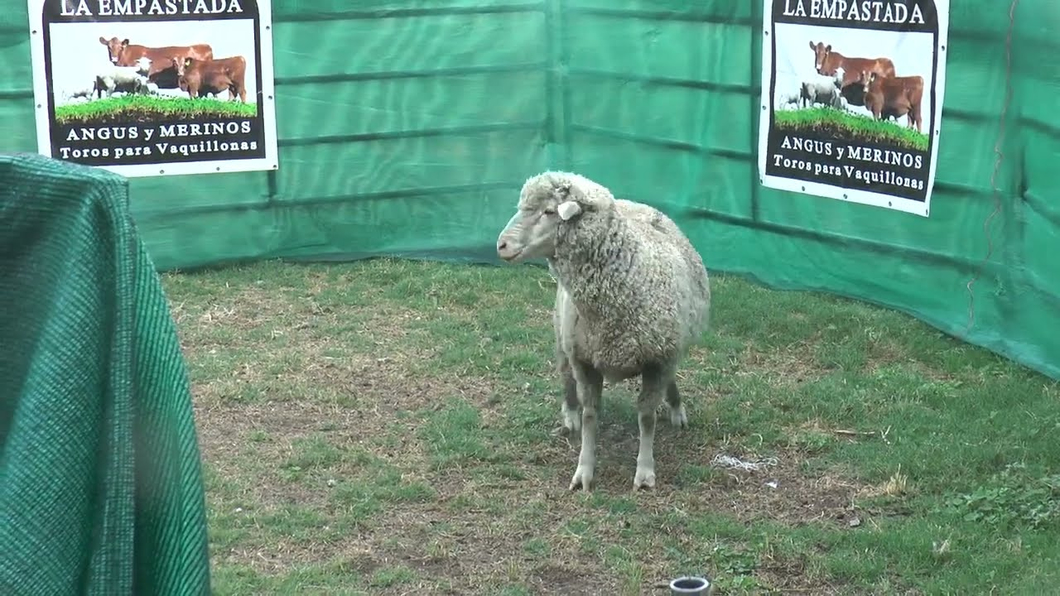 Lote Lote 8 - Merino Dohne