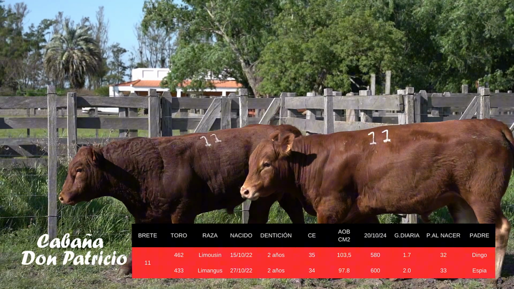 Lote 2 Toros Limangus y Limousin a remate en Cabaña Don Patricio - Limangus, Salto