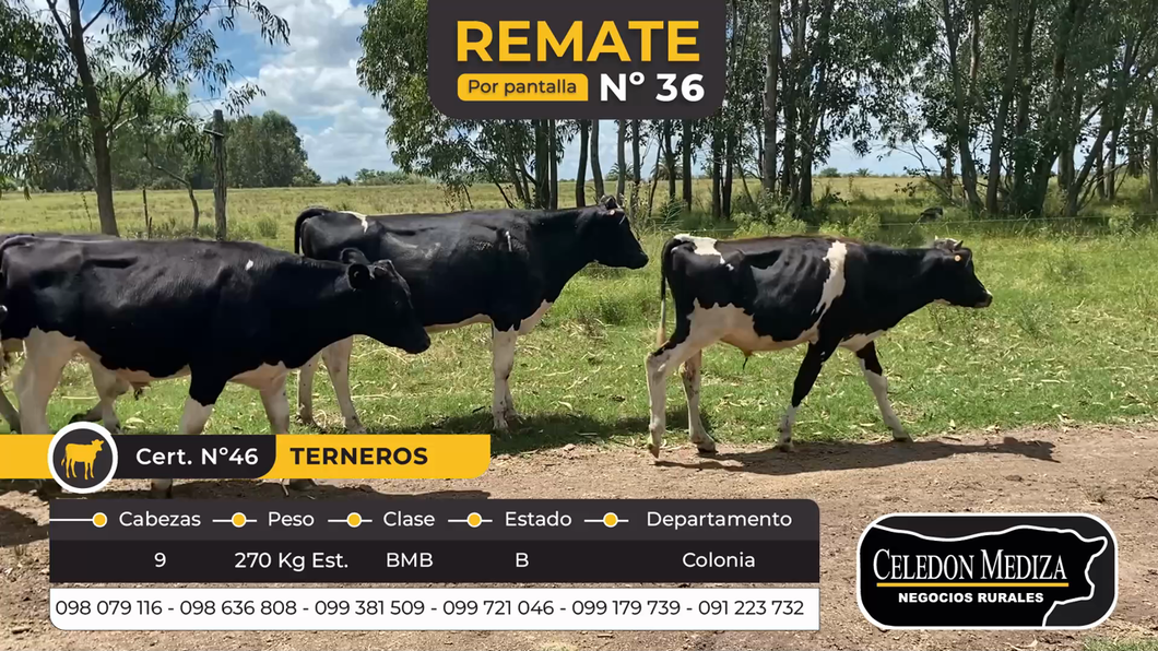 Lote 9 Terneros en Riachuelo, Colonia