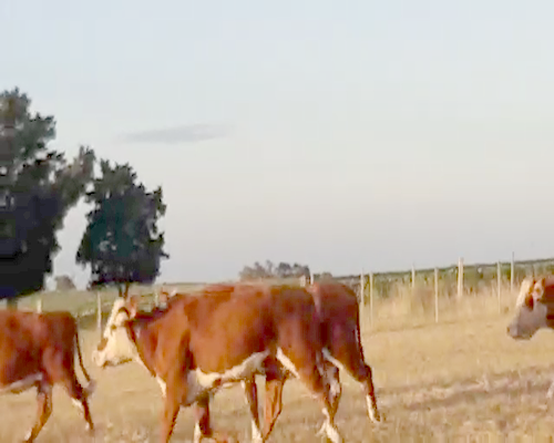 Lote 20 Vacas de Invernada HEREFORD a remate en Pantalla Camy 420kg - , San José